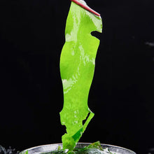 Cargar imagen en el visor de la galería, Alga Wakame Deshidratado 100g
